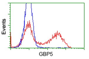 GBP5 Antibody