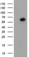 GBP5 Antibody