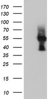 LMAN1 Antibody
