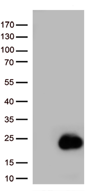 BIRC5 Antibody