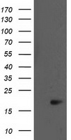 BIRC5 Antibody