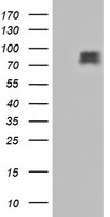 CDCP1 Antibody