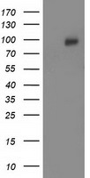 CDCP1 Antibody