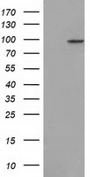CDCP1 Antibody