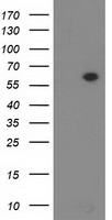 Dystrobrevin alpha Antibody
