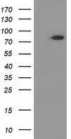 Gephyrin Antibody