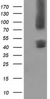 Gephyrin Antibody