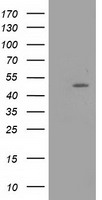 PACSIN3 Antibody