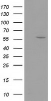 Dystrobrevin alpha Antibody