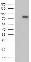 MTMR2 Antibody