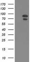 MAPK7 Antibody