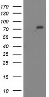 MTMR2 Antibody