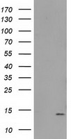 RTL8B Antibody