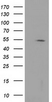 HDAC1 Antibody