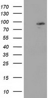 ERK5 Antibody