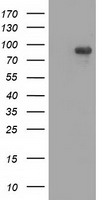 ERK5 Antibody