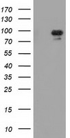 ERK5 Antibody