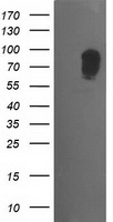 ERK5 Antibody