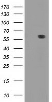 Dystrobrevin alpha Antibody