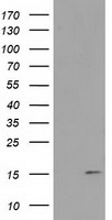 RTL8B Antibody