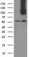 CDCP1 Antibody