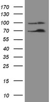 NUMB Antibody