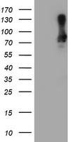SAMHD1 Antibody