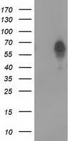 Bestrophin 3 Antibody