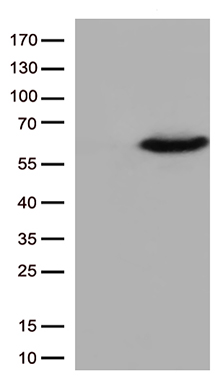 CALCOCO2 Antibody