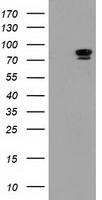 ERK5 Antibody