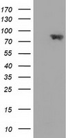 ERK5 Antibody