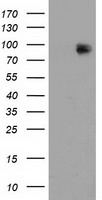 ERK5 Antibody