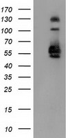 SNX8 Antibody