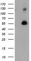 SQSTM1 Antibody