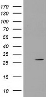 PYCR3 Antibody