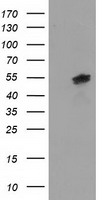 LMAN1 Antibody
