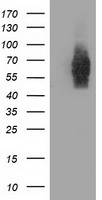 EXDL1 Antibody