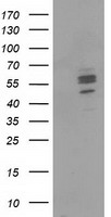 CNDP1 Antibody