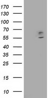 CNDP1 Antibody