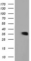 GRHPR Antibody