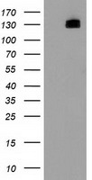 HDAC6 Antibody