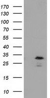 RASD2 Antibody