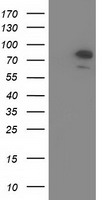 OSBPL11 Antibody