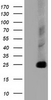 CLPP Antibody