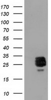 CLPP Antibody