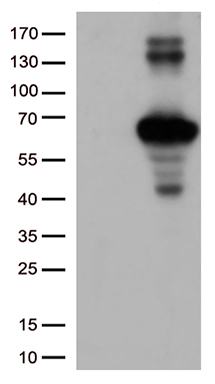 KEAP1 Antibody