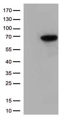 KEAP1 Antibody
