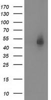 Syntrophin alpha 1 Antibody