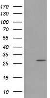 PYCR3 Antibody