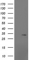 MRPS2 Antibody